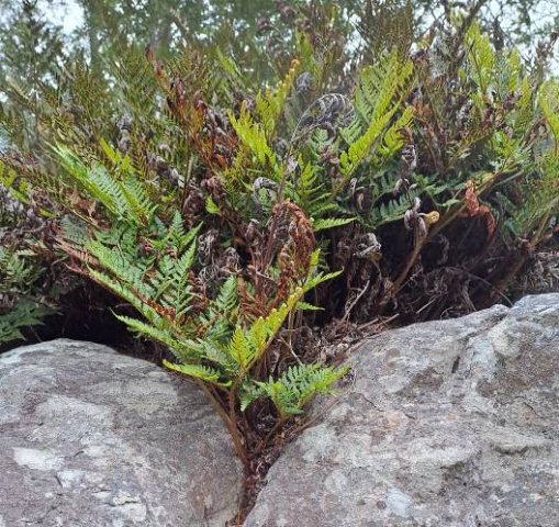 Rumohra adiantiformis roughing it up to a point